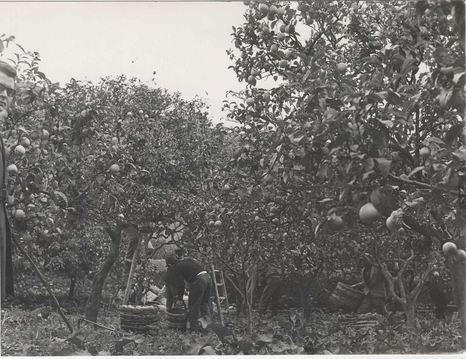 Raccolta del bergamotto nella piana di Reggio Calabria