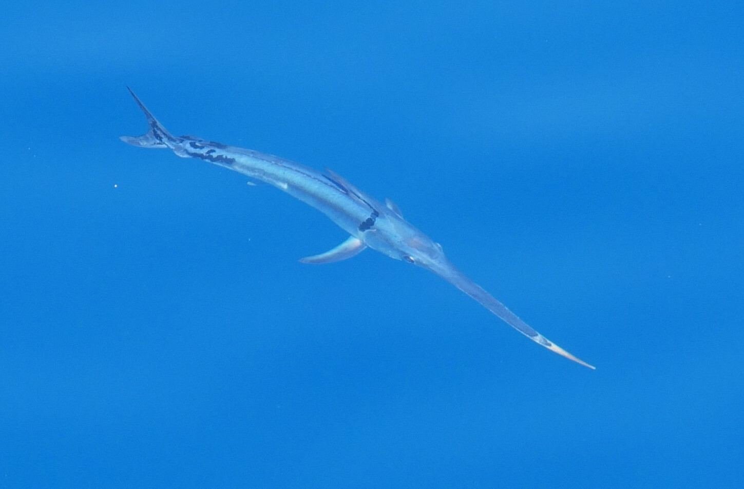 Un pesce spada in acqua