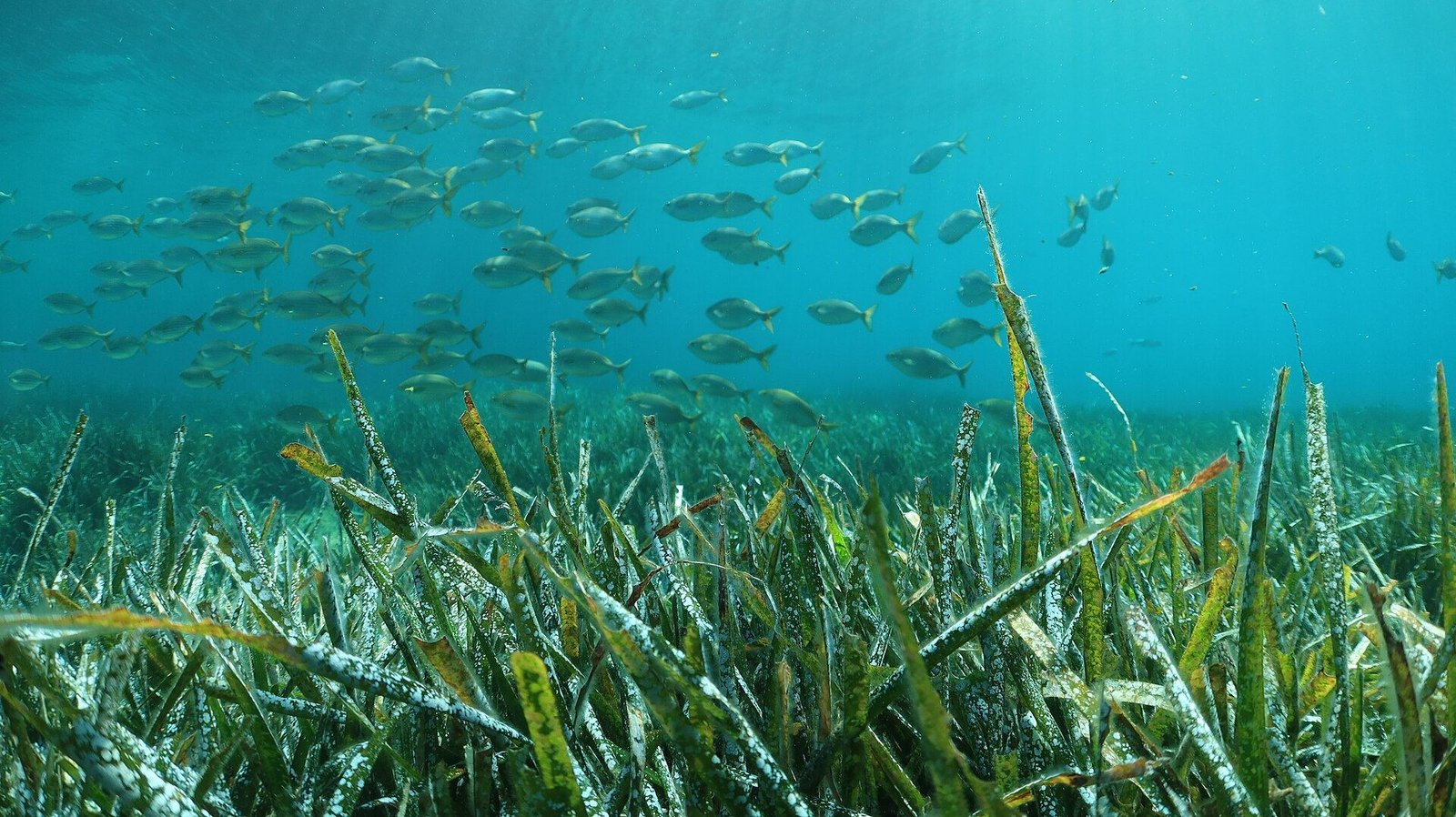 Prateria di posidonia con un banco di pesci